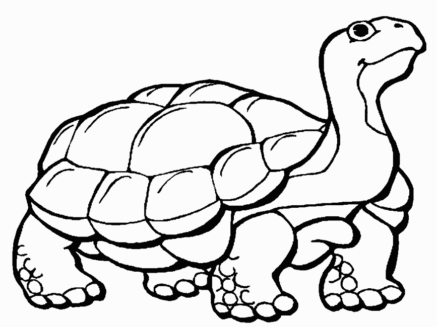galapagos coloring pages turtle - photo #10