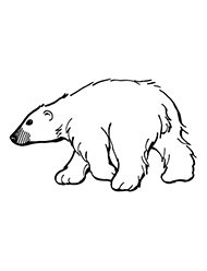 Urs Polar Planse De Colorat Si Educative