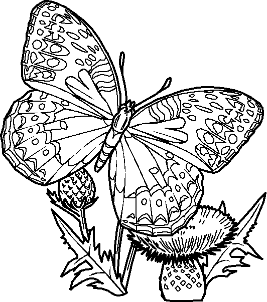 planse desene de colorat fluture 13