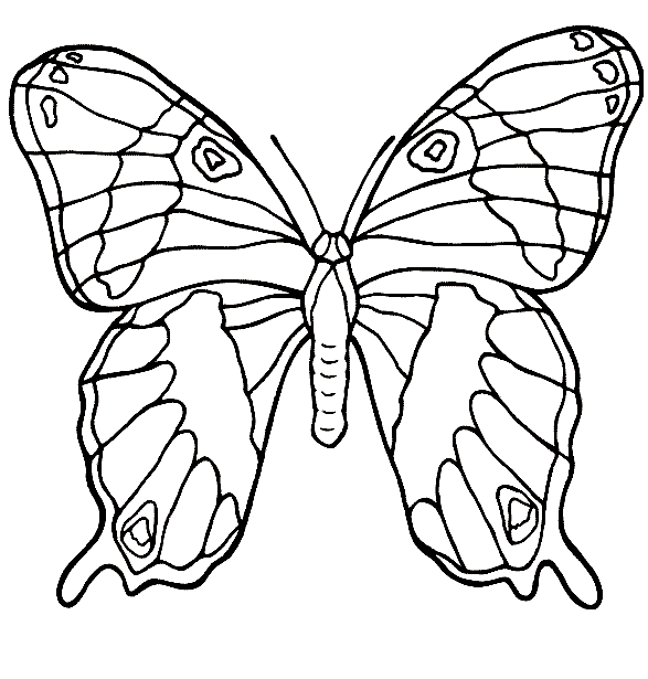 planse desene de colorat fluture 3