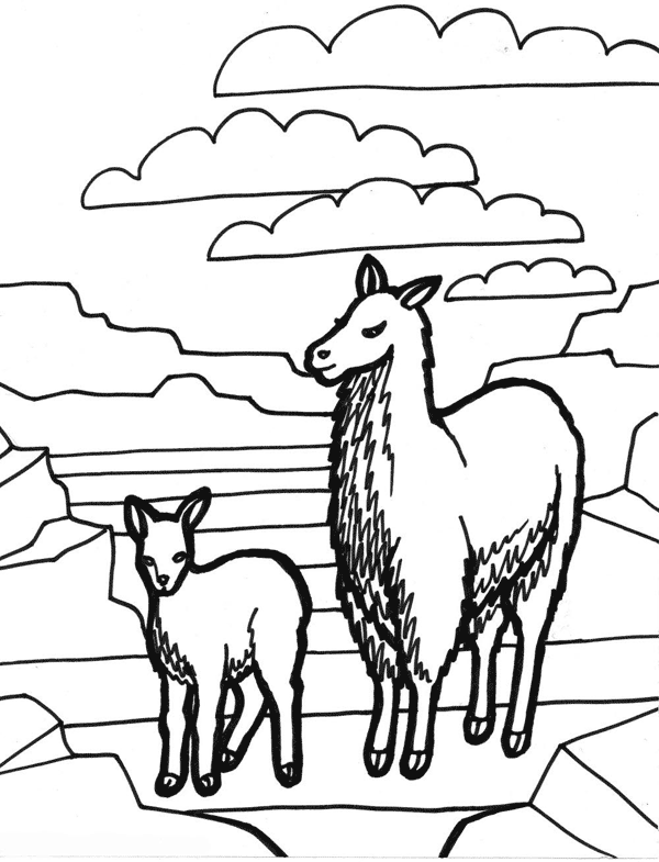 lama colouring pages sketch coloring page