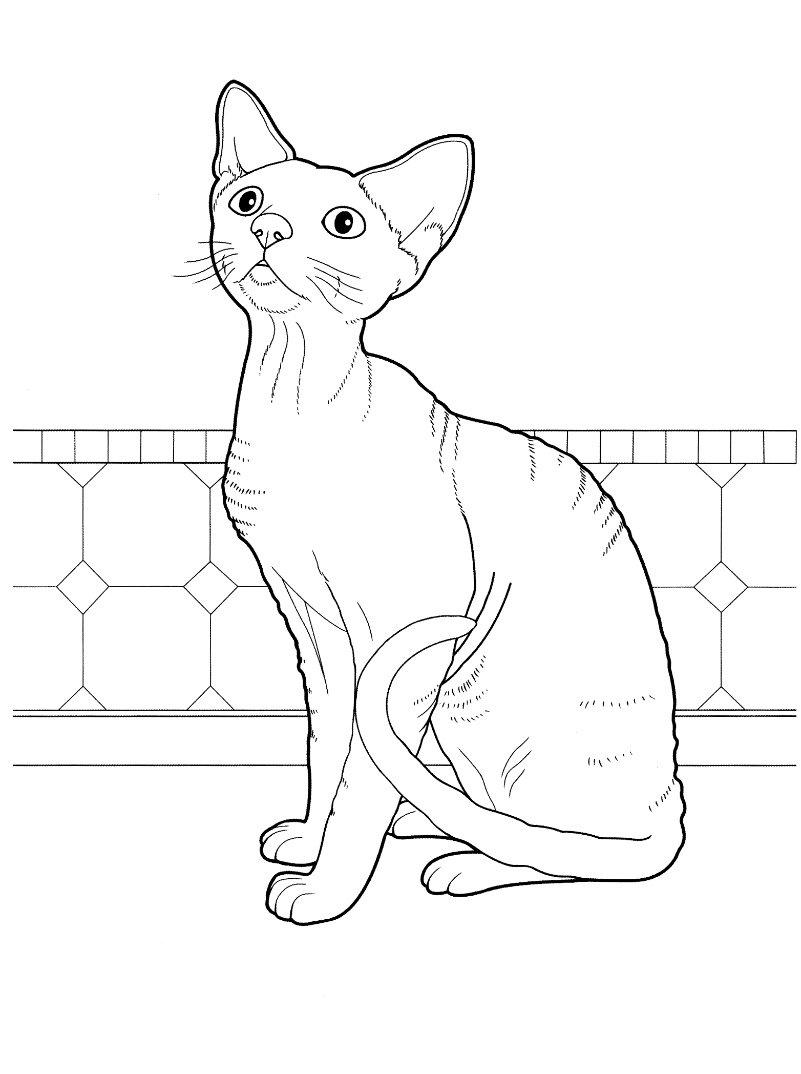 Desene De Colorat Cu Pisici Si Catei Blog Pisica