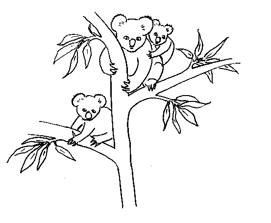 Desene Cu Ursi Koala
